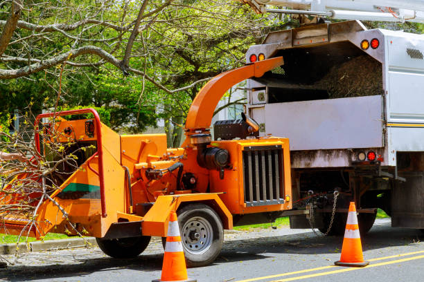 How Our Tree Care Process Works  in  Gibbsboro, NJ