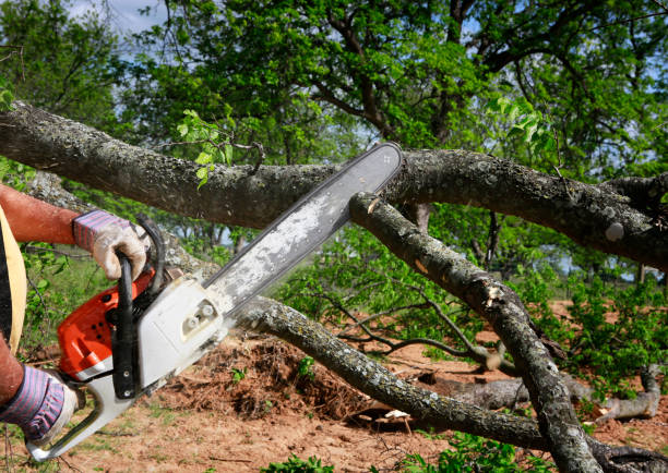 Seasonal Cleanup (Spring/Fall) in Gibbsboro, NJ